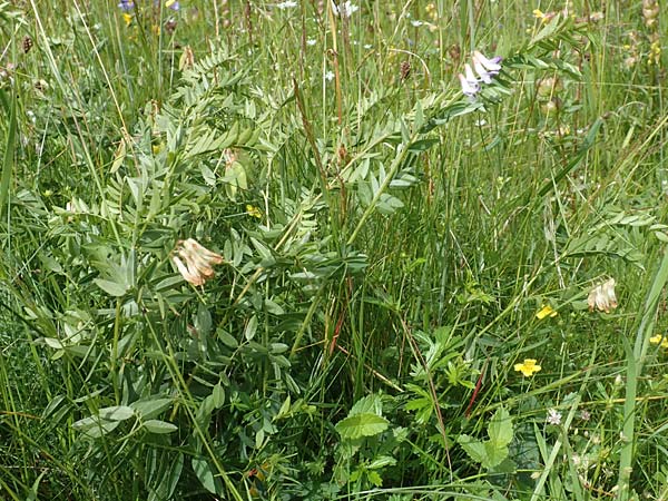 Vicia orobus \ Orber Wicke, Heide-Wicke / Wood Bitter-Vetch, Upright Vetch, D Rechtenbach 20.6.2016
