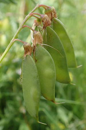 Vicia orobus \ Orber Wicke, Heide-Wicke / Wood Bitter-Vetch, Upright Vetch, D Rechtenbach 20.6.2016