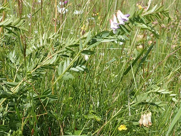 Vicia orobus \ Orber Wicke, Heide-Wicke / Wood Bitter-Vetch, Upright Vetch, D Rechtenbach 20.6.2016