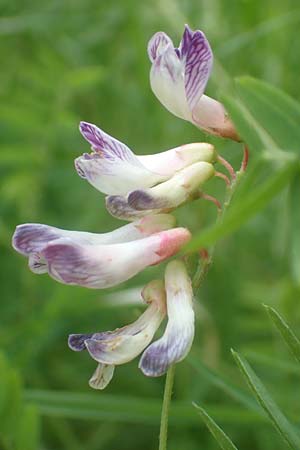 Vicia orobus \ Orber Wicke, Heide-Wicke / Wood Bitter-Vetch, Upright Vetch, D Lohr am Main 20.6.2016