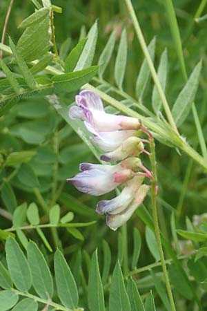 Vicia orobus \ Orber Wicke, Heide-Wicke / Wood Bitter-Vetch, Upright Vetch, D Lohr am Main 20.6.2016