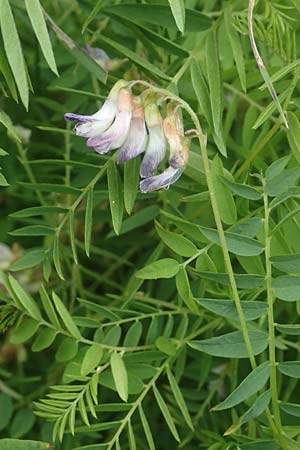 Vicia orobus \ Orber Wicke, Heide-Wicke / Wood Bitter-Vetch, Upright Vetch, D Lohr am Main 20.6.2016