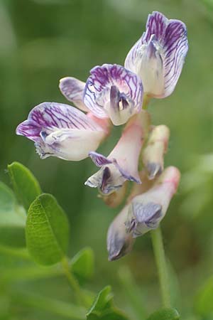 Vicia orobus \ Orber Wicke, Heide-Wicke / Wood Bitter-Vetch, Upright Vetch, D Lohr am Main 20.6.2016