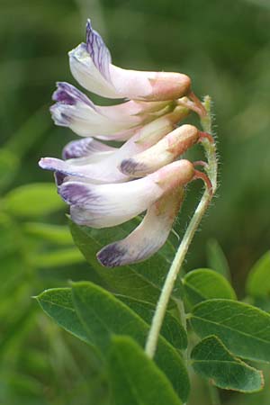 Vicia orobus \ Orber Wicke, Heide-Wicke / Wood Bitter-Vetch, Upright Vetch, D Lohr am Main 20.6.2016