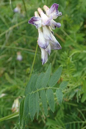 Vicia orobus \ Orber Wicke, Heide-Wicke / Wood Bitter-Vetch, Upright Vetch, D Lohr am Main 20.6.2016