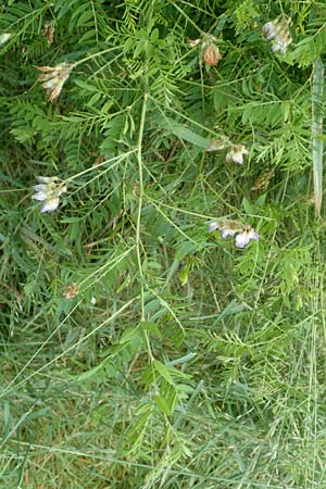 Vicia orobus \ Orber Wicke, Heide-Wicke / Wood Bitter-Vetch, Upright Vetch, D Lohr am Main 20.6.2016
