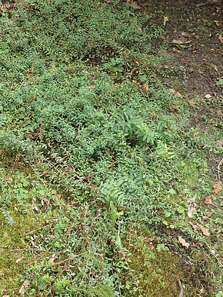 Vaccinium macrocarpon \ Gro&szlig;fr&uuml;chtige Moosbeere / American Cranberry, D Botan. Gar.  Universit.  T&uuml;bingen 3.9.2016