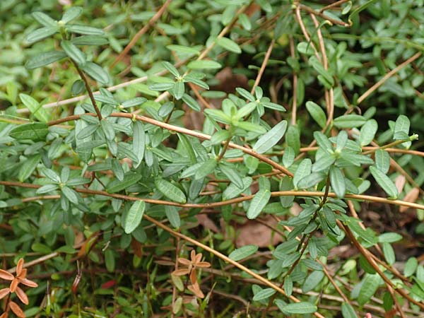 Vaccinium macrocarpon \ Gro&szlig;fr&uuml;chtige Moosbeere / American Cranberry, D Botan. Gar.  Universit.  T&uuml;bingen 3.9.2016