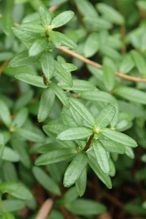 Vaccinium macrocarpon \ Gro&szlig;fr&uuml;chtige Moosbeere / American Cranberry, D Botan. Gar.  Universit.  T&uuml;bingen 3.9.2016