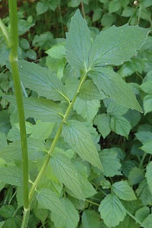 Valeriana excelsa \ Echter Kriech-Baldrian, Kriechender Arznei-Baldrian / High Valerian, D Laudenbach am Main 24.6.2017