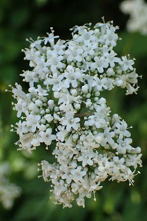 Valeriana excelsa \ Echter Kriech-Baldrian, Kriechender Arznei-Baldrian / High Valerian, D Laudenbach am Main 24.6.2017
