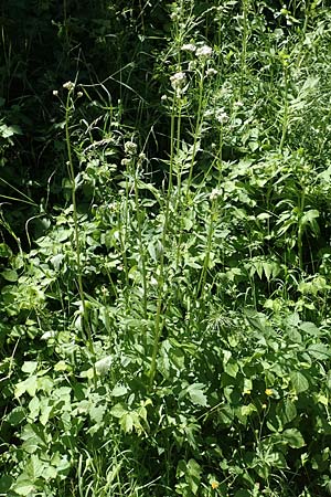 Valeriana excelsa \ Echter Kriech-Baldrian, Kriechender Arznei-Baldrian / High Valerian, D Laudenbach am Main 24.6.2017
