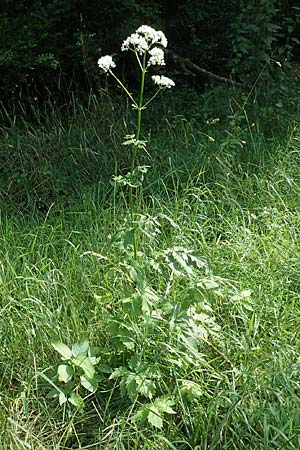 Valeriana excelsa \ Echter Kriech-Baldrian, Kriechender Arznei-Baldrian / High Valerian, D Waibstadt 5.7.2017