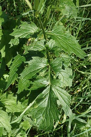Valeriana excelsa \ Echter Kriech-Baldrian, Kriechender Arznei-Baldrian / High Valerian, D Waibstadt 5.7.2017