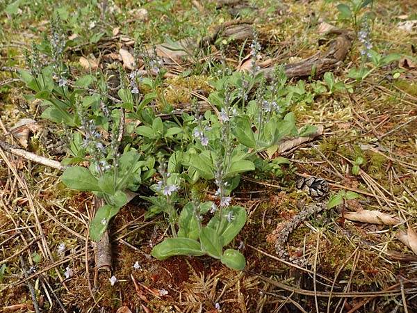 Veronica officinalis \ Echter Ehrenpreis, Wald-Ehrenpreis / Heath Speedwell, D Mannheim 14.5.2018
