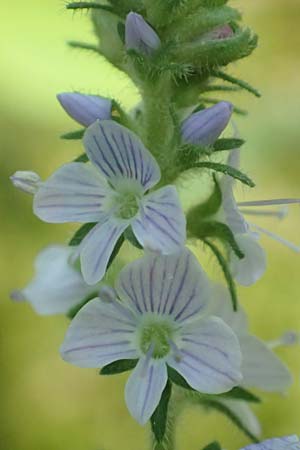 Veronica officinalis \ Echter Ehrenpreis, Wald-Ehrenpreis / Heath Speedwell, D Mannheim 18.5.2018