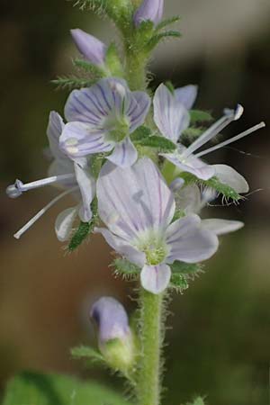 Veronica officinalis \ Echter Ehrenpreis, Wald-Ehrenpreis / Heath Speedwell, D Mannheim 18.5.2018