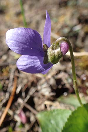 Viola hirta \ Rauhaariges Veilchen / Hairy Violet, D Ketsch 22.3.2020