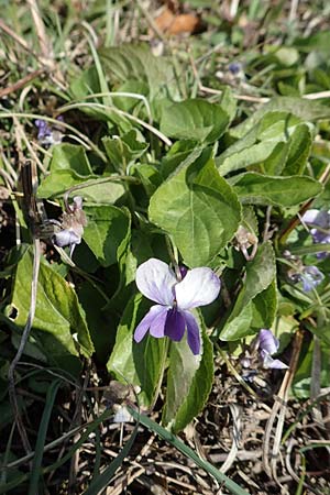 Viola odorata \ Wohlriechendes Veilchen, M&auml;rz-Veilchen / Sweet Violet, D Weinheim an der Bergstra&szlig;e 31.3.2020