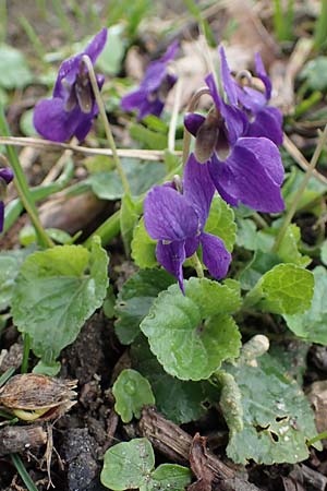 Viola odorata \ Wohlriechendes Veilchen, M&auml;rz-Veilchen / Sweet Violet, D Ludwigshafen 18.3.2021