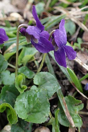 Viola odorata \ Wohlriechendes Veilchen, M&auml;rz-Veilchen / Sweet Violet, D Ludwigshafen 18.3.2021