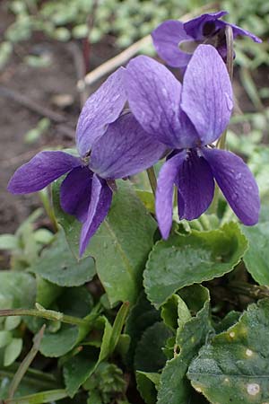 Viola odorata \ Wohlriechendes Veilchen, M&auml;rz-Veilchen / Sweet Violet, D Ludwigshafen 18.3.2021