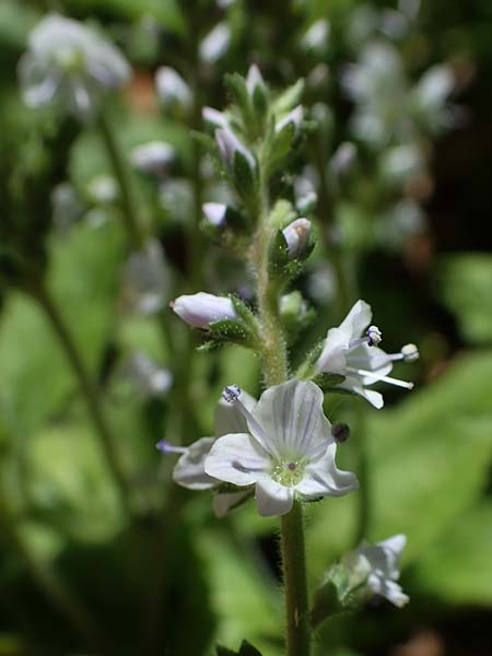 Veronica officinalis \ Echter Ehrenpreis, Wald-Ehrenpreis / Heath Speedwell, D Oberlaudenbach 31.5.2021