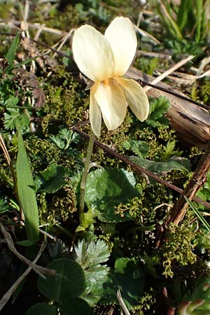Viola odorata var. sulphurea \ Wohlriechendes Veilchen, M&auml;rz-Veilchen / Sweet Violet, D Weinheim an der Bergstra&szlig;e 21.3.2022