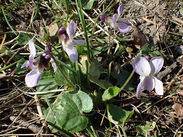 Viola odorata var. sulphurea \ Wohlriechendes Veilchen, M&auml;rz-Veilchen / Sweet Violet, D Weinheim an der Bergstra&szlig;e 21.3.2022