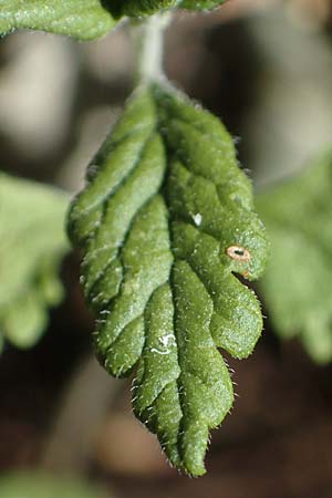 Veronica orsiniana \ Orsinis Ehrenpreis / Orsini's Speedwell, D Nittel 18.7.2022