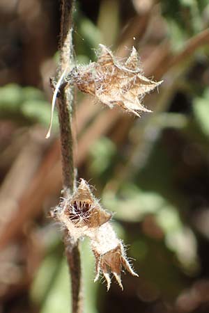 Veronica orsiniana \ Orsinis Ehrenpreis / Orsini's Speedwell, D Nittel 18.7.2022