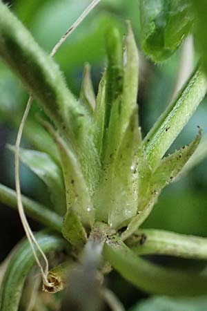 Viola odorata \ Wohlriechendes Veilchen, M&auml;rz-Veilchen / Sweet Violet, D Mannheim 11.3.2024