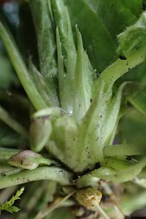 Viola odorata \ Wohlriechendes Veilchen, M&auml;rz-Veilchen / Sweet Violet, D Mannheim 12.3.2024