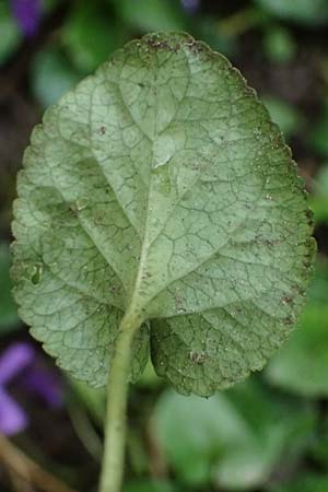 Viola odorata \ Wohlriechendes Veilchen, M&auml;rz-Veilchen / Sweet Violet, D Mannheim 12.3.2024
