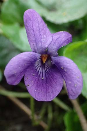 Viola odorata \ Wohlriechendes Veilchen, M&auml;rz-Veilchen / Sweet Violet, D Mannheim 12.3.2024
