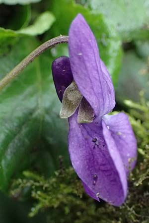 Viola odorata \ Wohlriechendes Veilchen, M&auml;rz-Veilchen / Sweet Violet, D Mannheim 12.3.2024