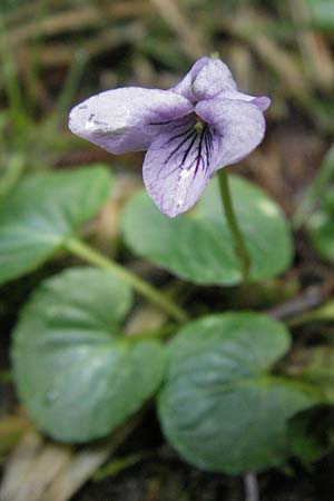 Viola palustris \ Sumpf-Veilchen / Marsh Violet, D Schwarzwald/Black-Forest, Feldberg 18.5.2007