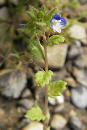 Veronica polita \ Gl�nzender Ehrenpreis / Grey Field-Speedwell, D G&uuml;nzburg 8.5.2010