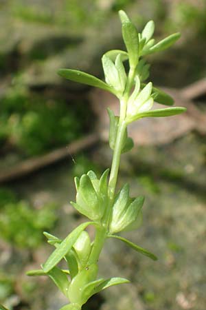 Veronica peregrina \ Fremder Ehrenpreis / American Speedwell, D Achern 23.7.2016