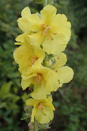 Verbascum phlomoides \ Windblumen-K�nigskerze / Orange Mullein, D Bensheim 20.9.2016