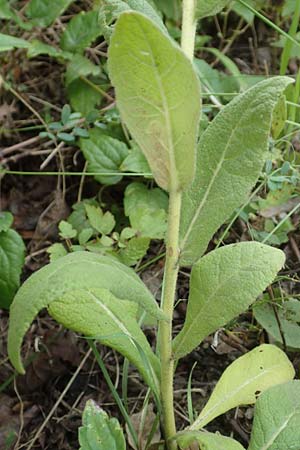 Verbascum phlomoides \ Windblumen-K�nigskerze / Orange Mullein, D Bensheim 20.9.2016