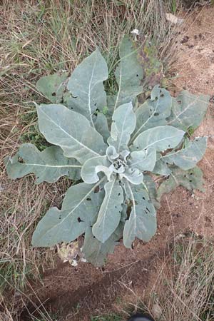 Verbascum pulverulentum \ Flockige K�nigskerze / Hoary Mullein, D Babenhausen 2.10.2016