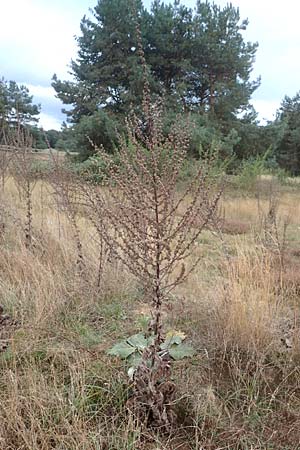 Verbascum pulverulentum \ Flockige K�nigskerze / Hoary Mullein, D Babenhausen 2.10.2016