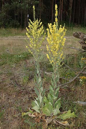 Verbascum pulverulentum \ Flockige K�nigskerze / Hoary Mullein, D Babenhausen 24.6.2017