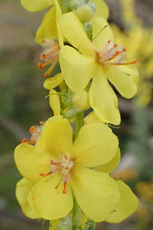 Verbascum pulverulentum \ Flockige K�nigskerze / Hoary Mullein, D Babenhausen 24.6.2017