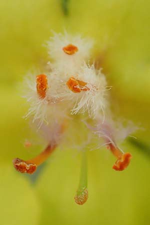 Verbascum pulverulentum \ Flockige K�nigskerze / Hoary Mullein, D Babenhausen 24.6.2017