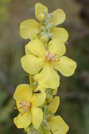 Verbascum pulverulentum \ Flockige K�nigskerze / Hoary Mullein, D Babenhausen 24.6.2017