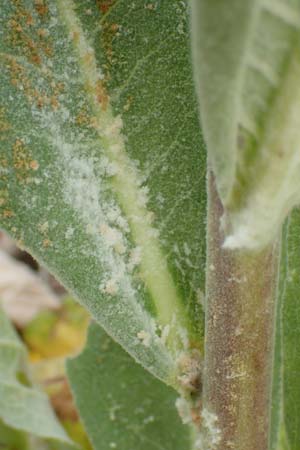 Verbascum pulverulentum \ Flockige K�nigskerze / Hoary Mullein, D Babenhausen 24.6.2017