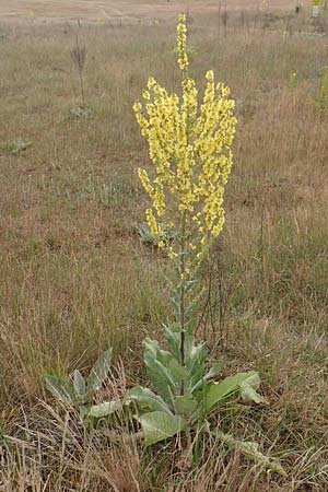 Verbascum pulverulentum \ Flockige K�nigskerze / Hoary Mullein, D Babenhausen 24.6.2017