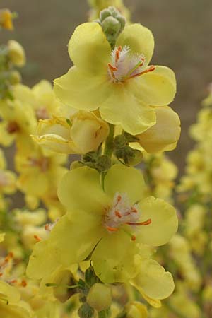 Verbascum pulverulentum \ Flockige K�nigskerze / Hoary Mullein, D Babenhausen 24.6.2017